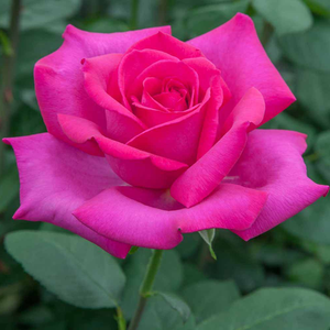 Vrtnica čajevka - Roza - Velasquez® - 